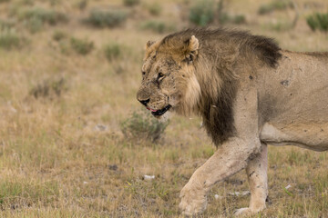 Lions in etosha