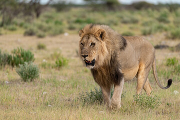 Lions in etosha