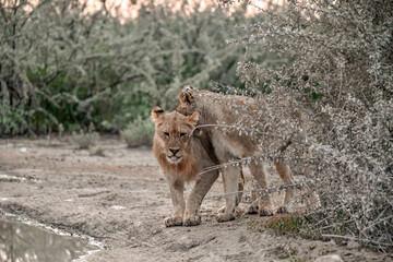 Lions in etosha
