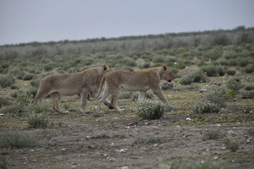 Lions in etosha