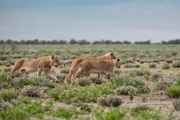 Lions in etosha