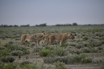 Lions in etosha