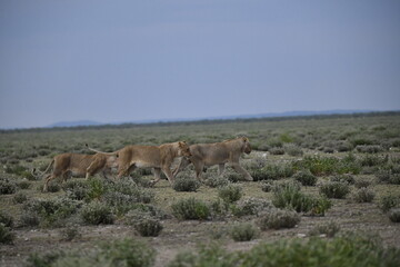 Lions in etosha