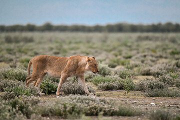 Lions in etosha