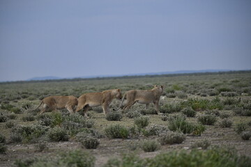 Fototapeta premium Lions in etosha