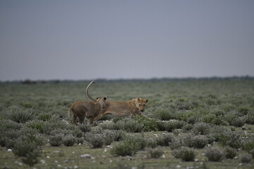 Lions in etosha