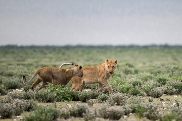 Lions in etosha