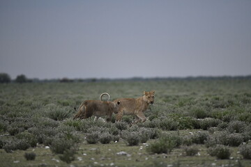 Lions in etosha