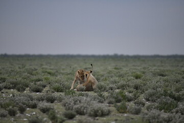 Fototapeta premium Lions in etosha