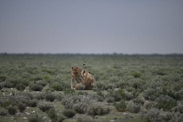 Lions in etosha
