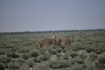 Lions in etosha