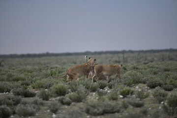 Lions in etosha