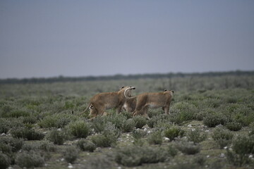 Lions in etosha