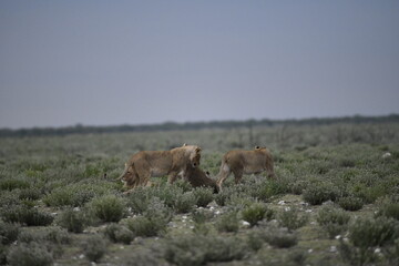 Fototapeta premium Lions in etosha