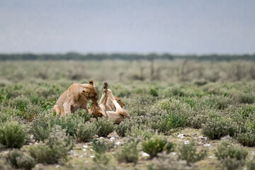 Lions in etosha