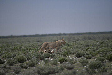 Fototapeta premium Lions in etosha