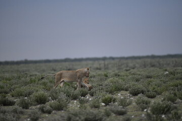 Lions in etosha