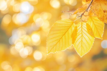 Fototapeta premium Close-up of a yellow autumn leaf. A bright orange tree changes with a blurred bokeh background. with generative ai