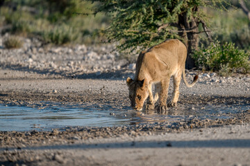 Lions in Etosha