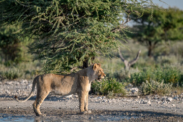 Lions in Etosha