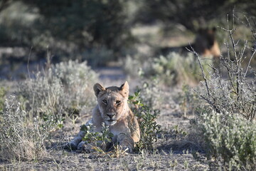Lions in Etosha