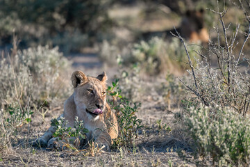 Lions in Etosha