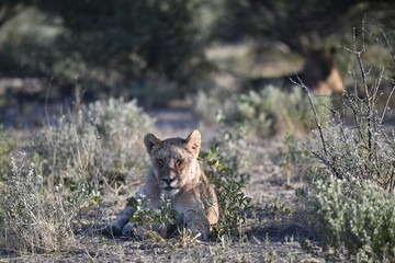 Lions in Etosha