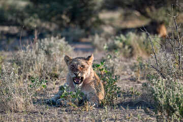 Lions in Etosha