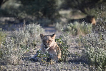 Lions in Etosha