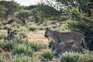 Lions in Etosha