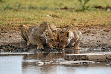 Lions in Etosha