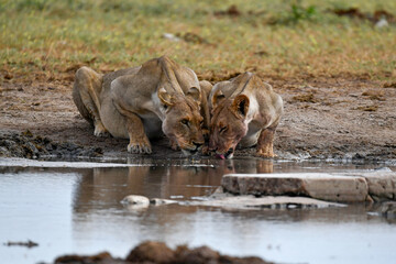 Lions in Etosha