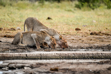 Fototapeta premium Lions in Etosha