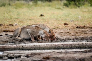 Lions in Etosha