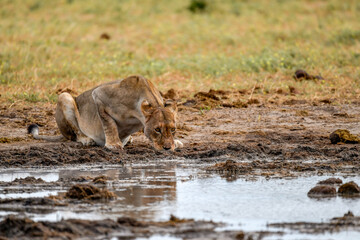 Lions in Etosha