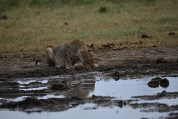 Lions in Etosha