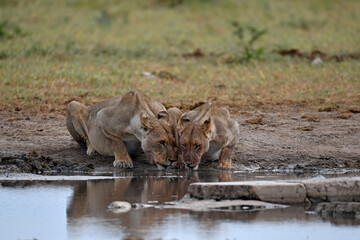 Lions in Etosha