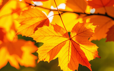 Fototapeta premium Maple leaves in bright autumn