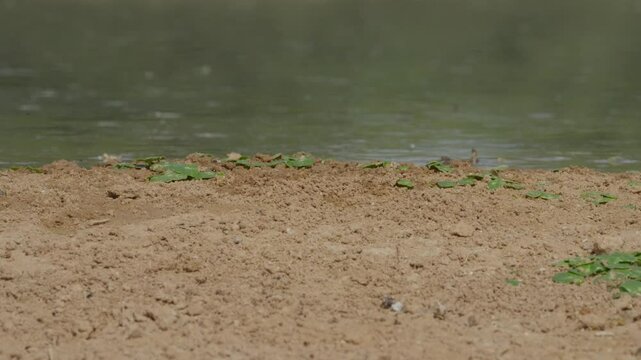 Wasp Sphecidae (Sceliphron spirifex) collecting mud to build a nest