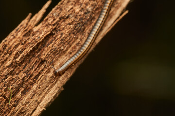 Details of a millipede on a branch