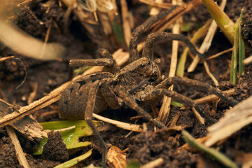 a spider with a hundred feet passing underneath