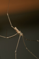 a spider with thin and long brown legs