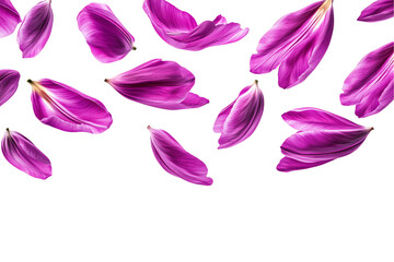 Floating Purple Tulip Petals on White Background
