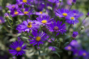 Aster amellus flowers and honey bee -  aster with dark purple blossoms