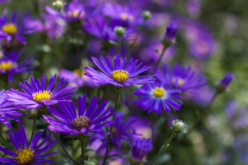 Fototapeta premium Aster amellus flowers - aster with dark purple blossoms