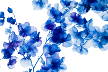 Beautiful blue iris flowers blooming in a spring garden