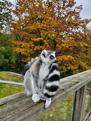 ring lemur
