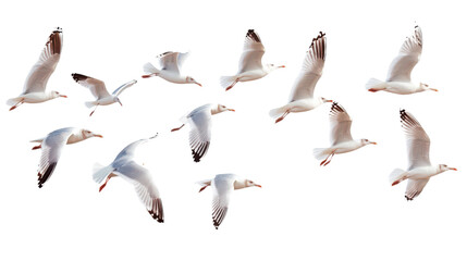 Obraz premium Flock of Seagulls in Flight Isolated on transparent Background, PNG file, graphic resources, 