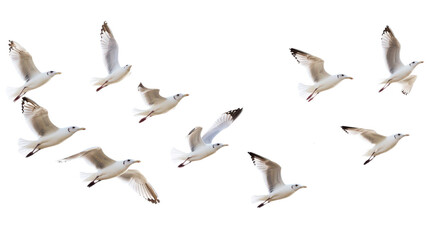 Fototapeta premium Flock of Seagulls in Flight Isolated on transparent Background, PNG file, graphic resources, 