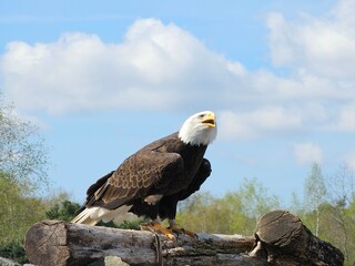 Bald eagle 